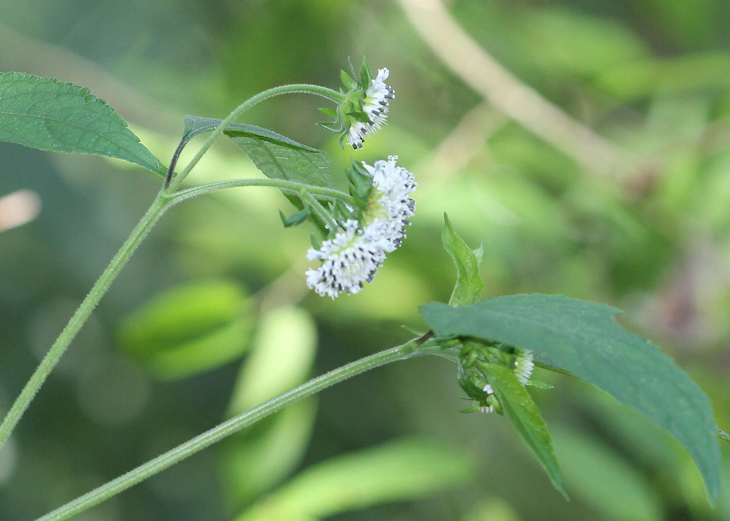 Sivun Melanthera nivea (L.) Small kuva