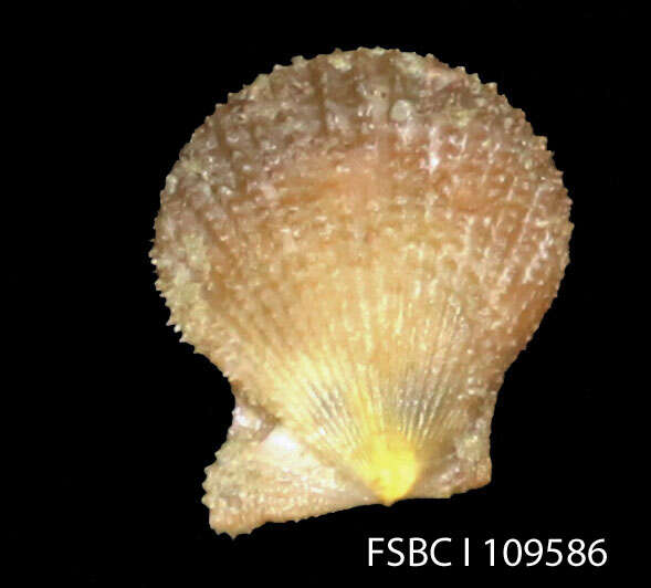 Image of Spathochlamys T. R. Waller 1993