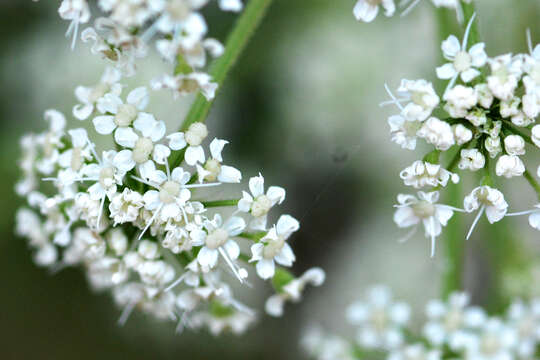 Image of hairy angelica