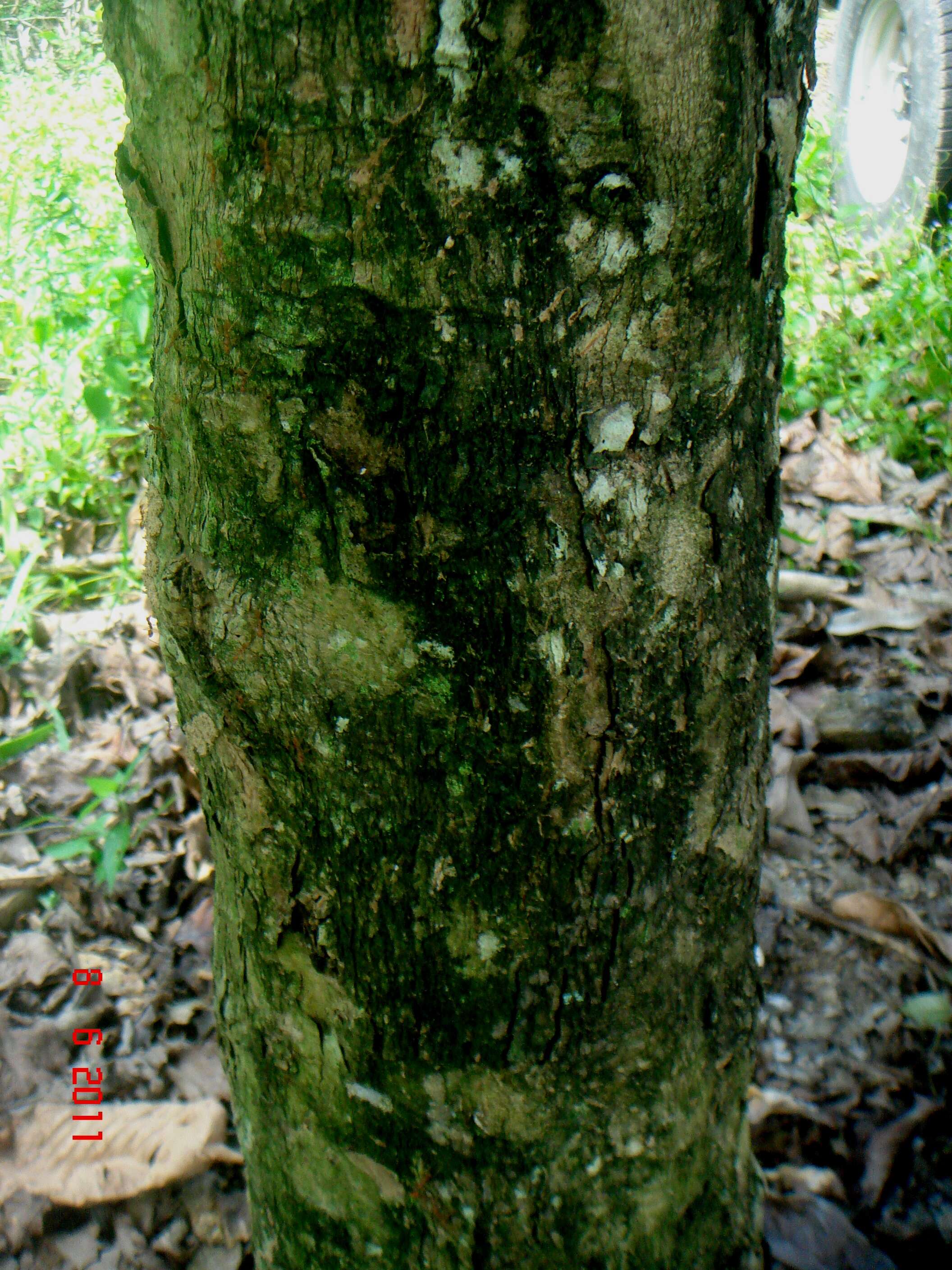 Image of Malay Apple