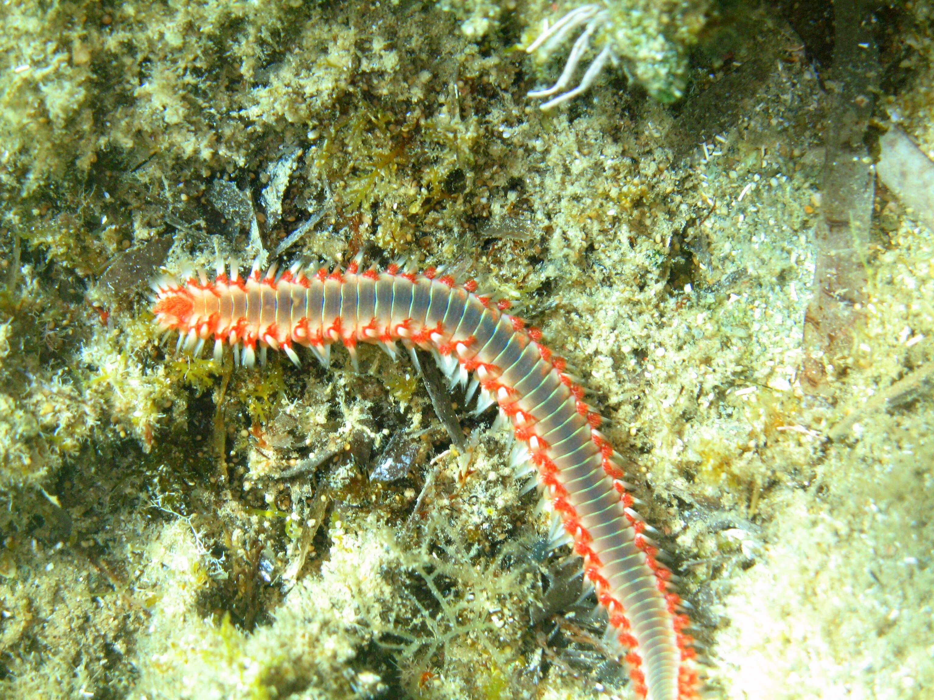 Image of Bearded Fireworm