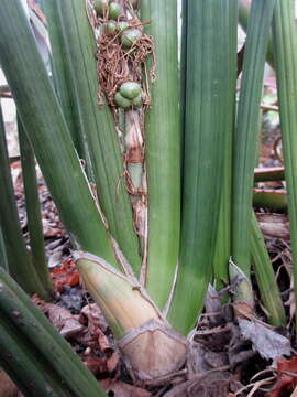 Image of Sansevieria burdettii Chahin.