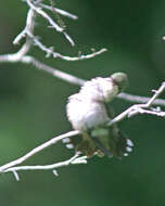 Image of Ruby-throated Hummingbird