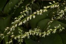 Image of Leach orchids