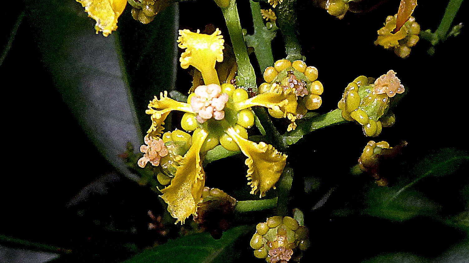 Image of Bunchosia acuminata F. H. Dobson