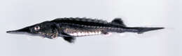 Image of Shortnose Sturgeon