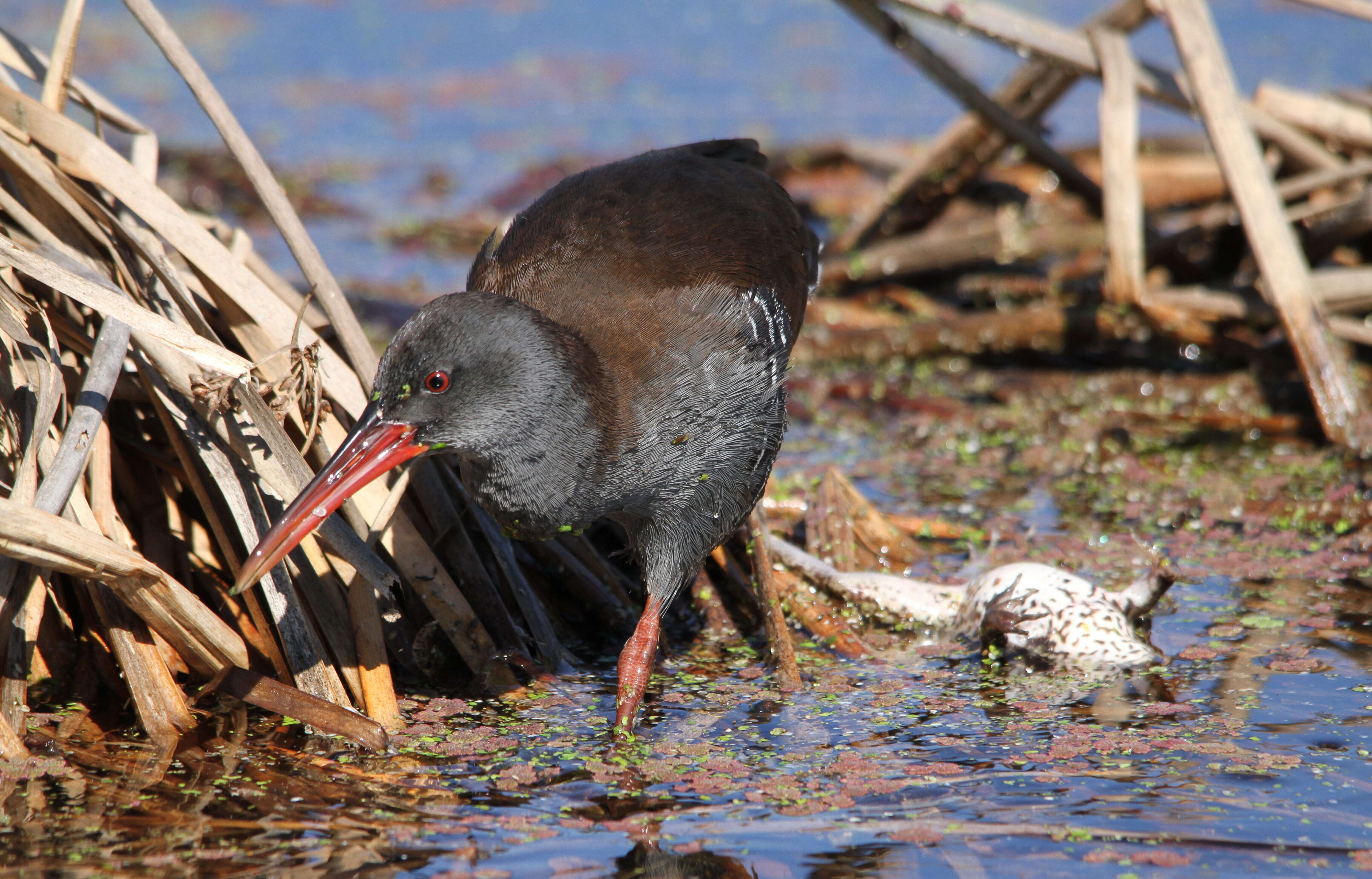 Image of African Rail