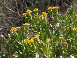 Image of Asteraceae