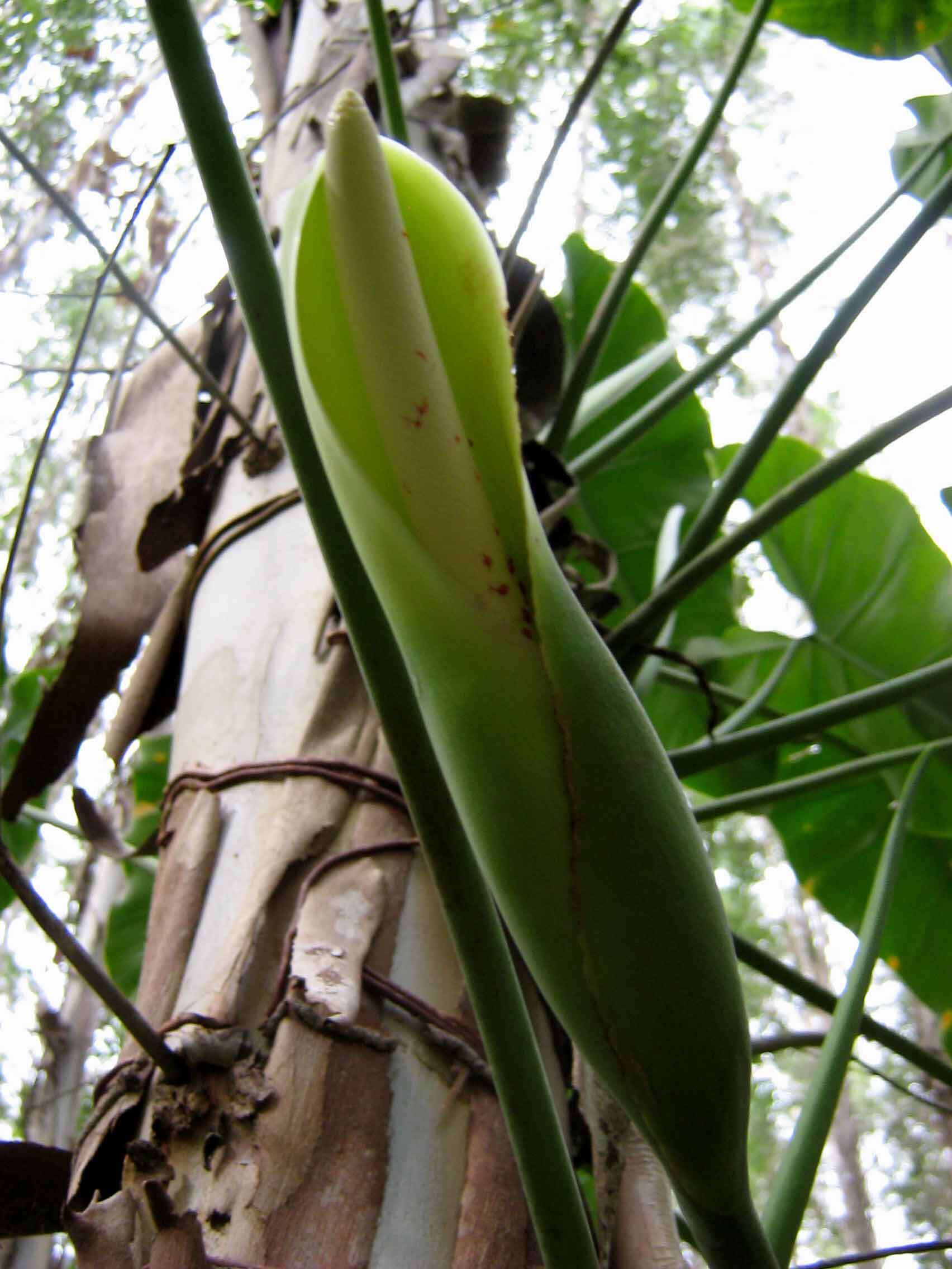 Imagem de Philodendron quinquenervium Miq.