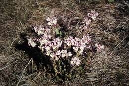 Image de Euphrasia collina R. Br.