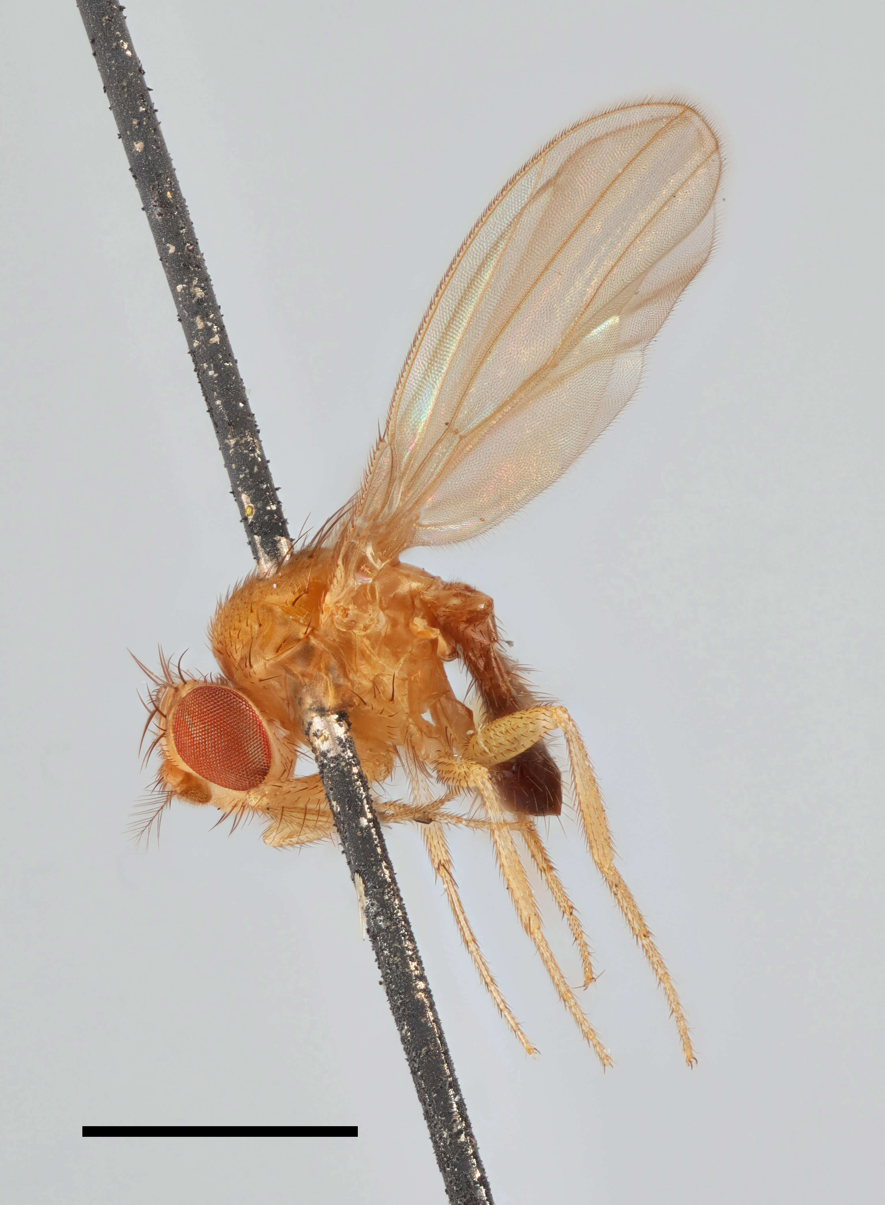 Image of fruit fly