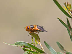 Image of Microtropesa sinuata (Donovan 1805)