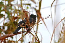 Image of Unicolored Blackbird