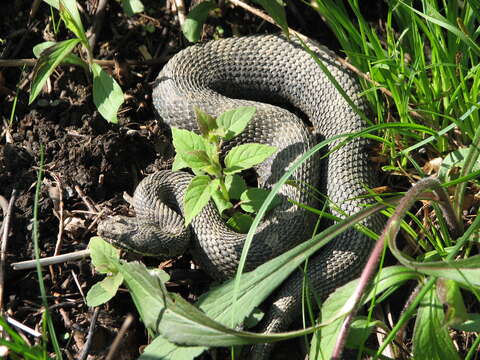 Sistrurus catenatus (Rafinesque-Schmaltz 1818)的圖片