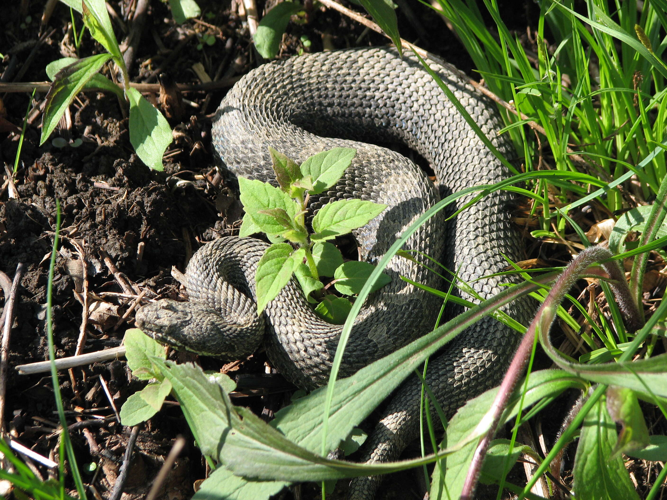Image of pigmy rattlesnake