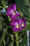 Image of Noble Dendrobium