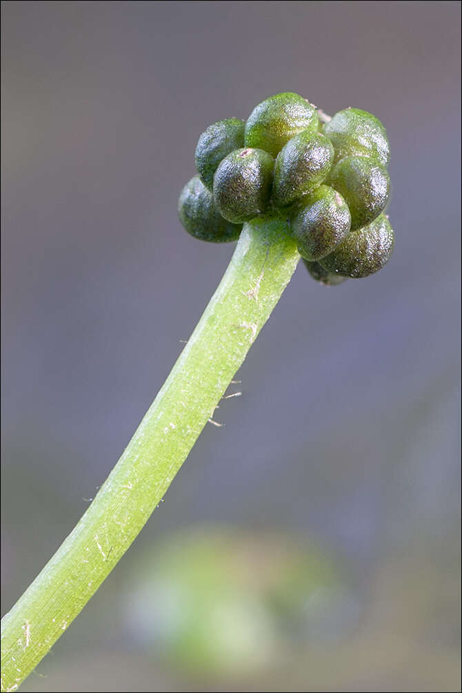 Image of Thread-leaved Water-crowfoot