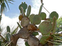 Image of Opuntia robusta H. L. Wendl. ex Pfeiff.