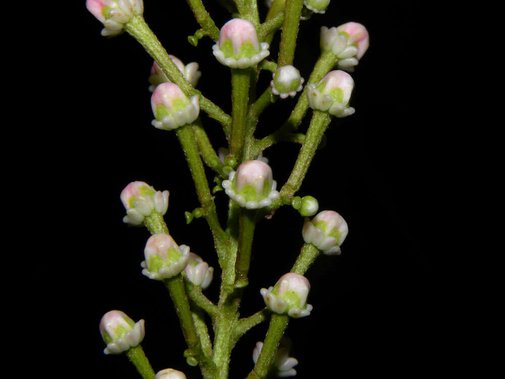 Image of Lophanthera