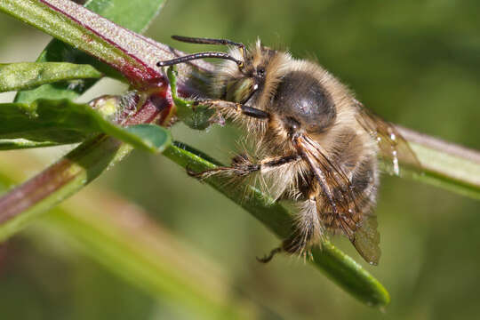 Image of Anthophora Latreille 1803