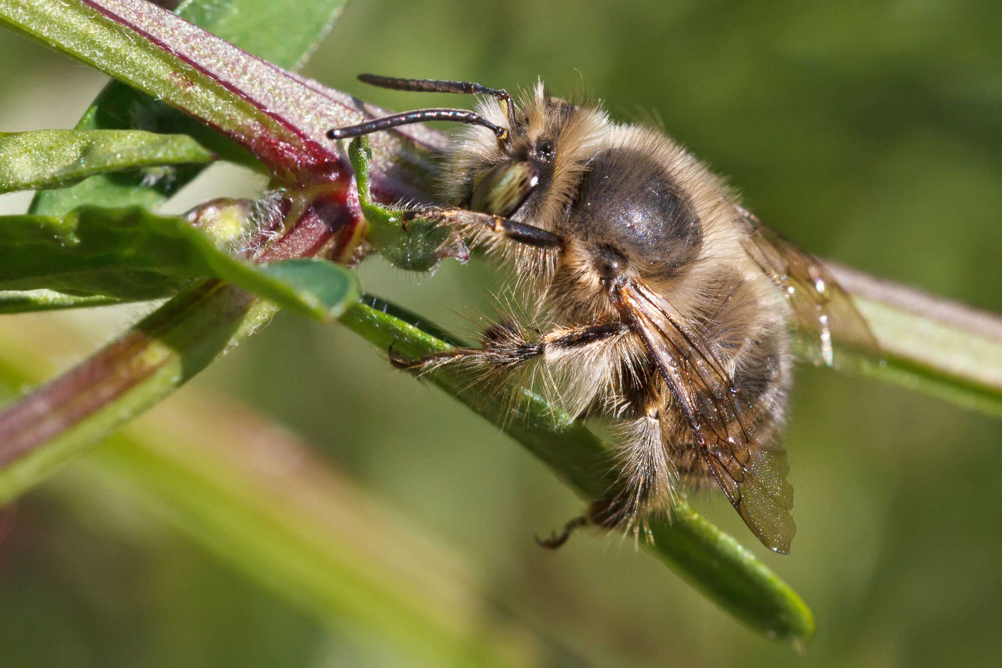 Image of Anthophorine Bees