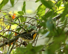 Image of Yellow-throated Warbler