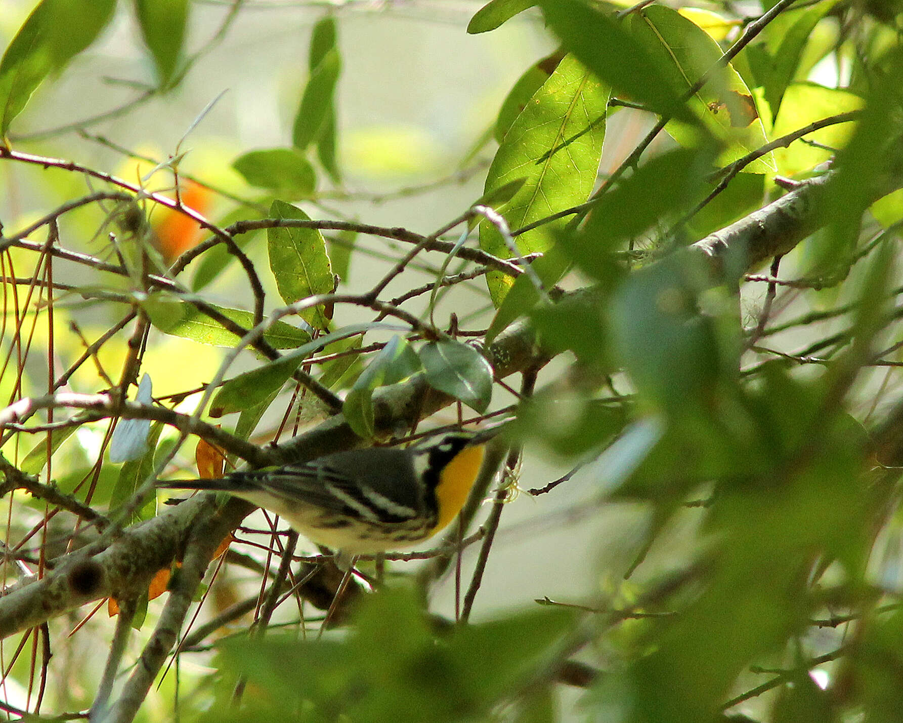 Image of Yellow-throated Warbler