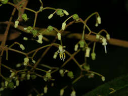 Plancia ëd Miconia aguilarii (Kriebel & Almeda) Gamba & Almeda