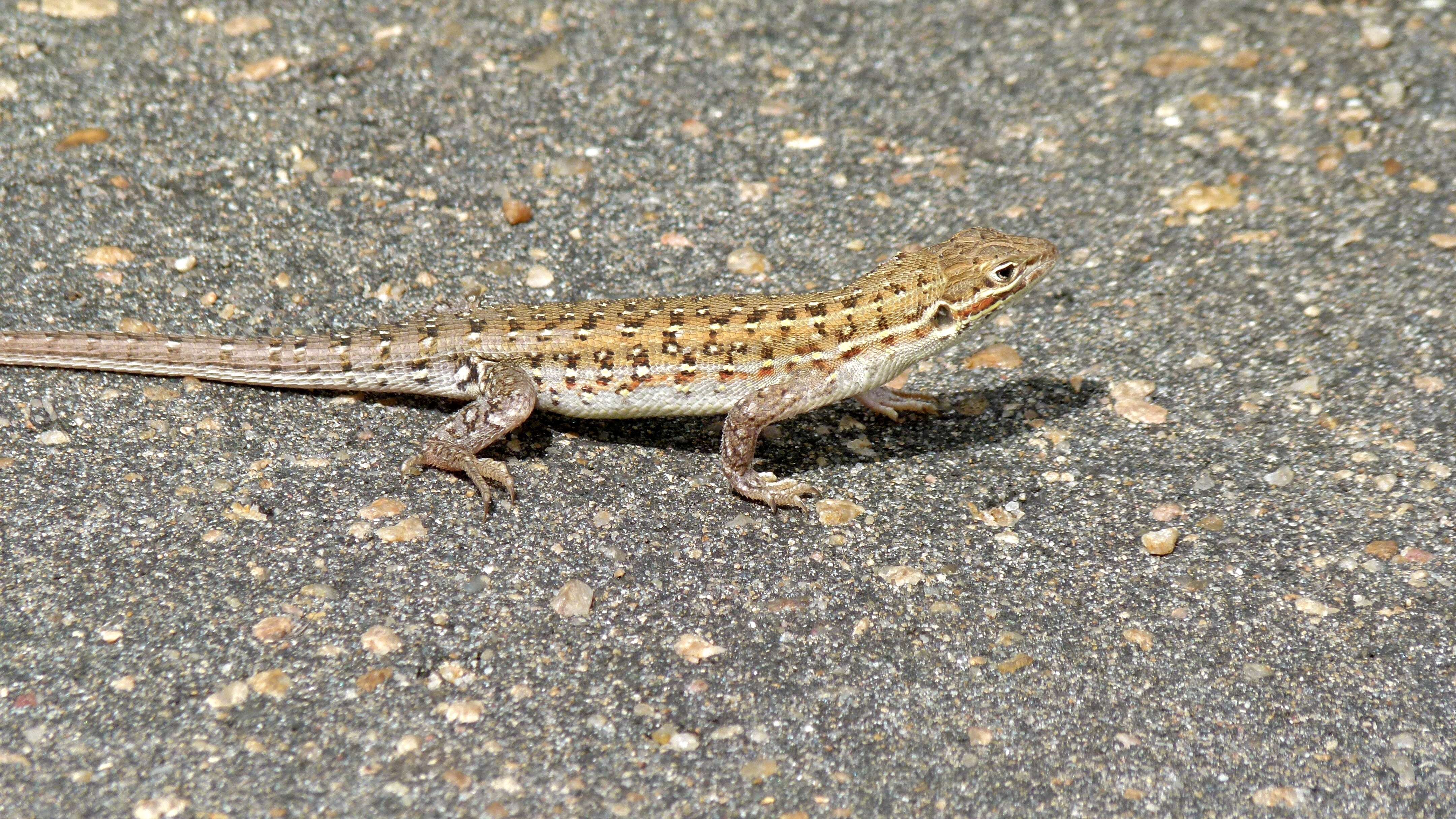 Image of Common Rough-scaled Lizard