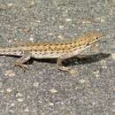 Image of Common Rough-scaled Lizard