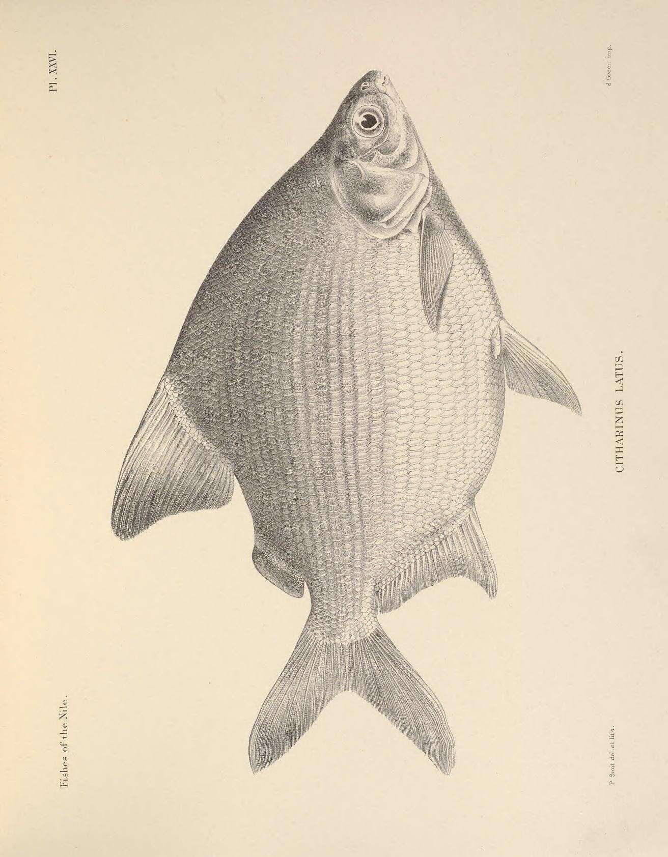 Image of Citharinidae