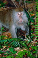 Image of Long-tailed Macaque