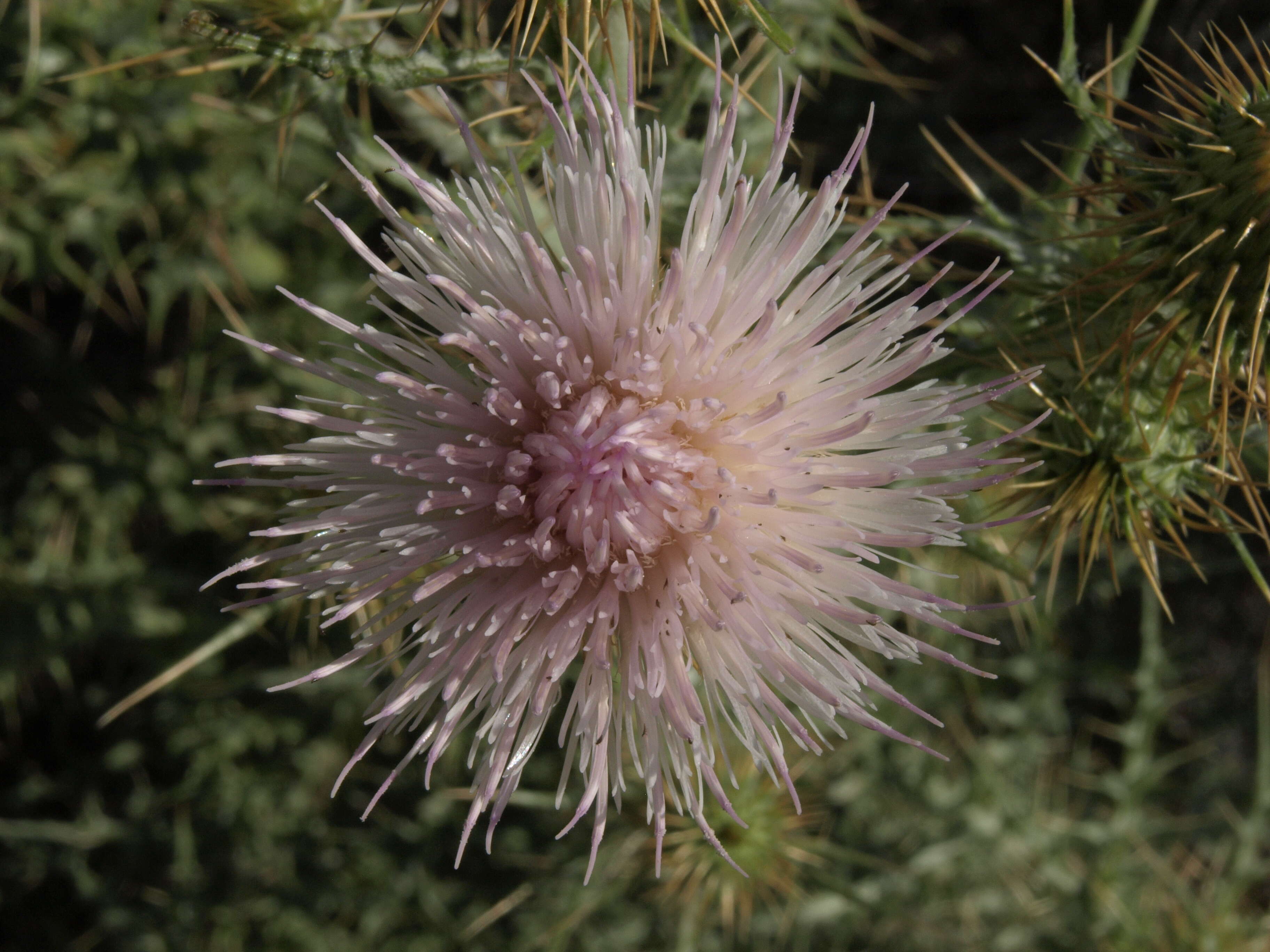 Image of Mojave thistle