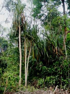 Image of Pandanus helicopus Kurz ex Miq.