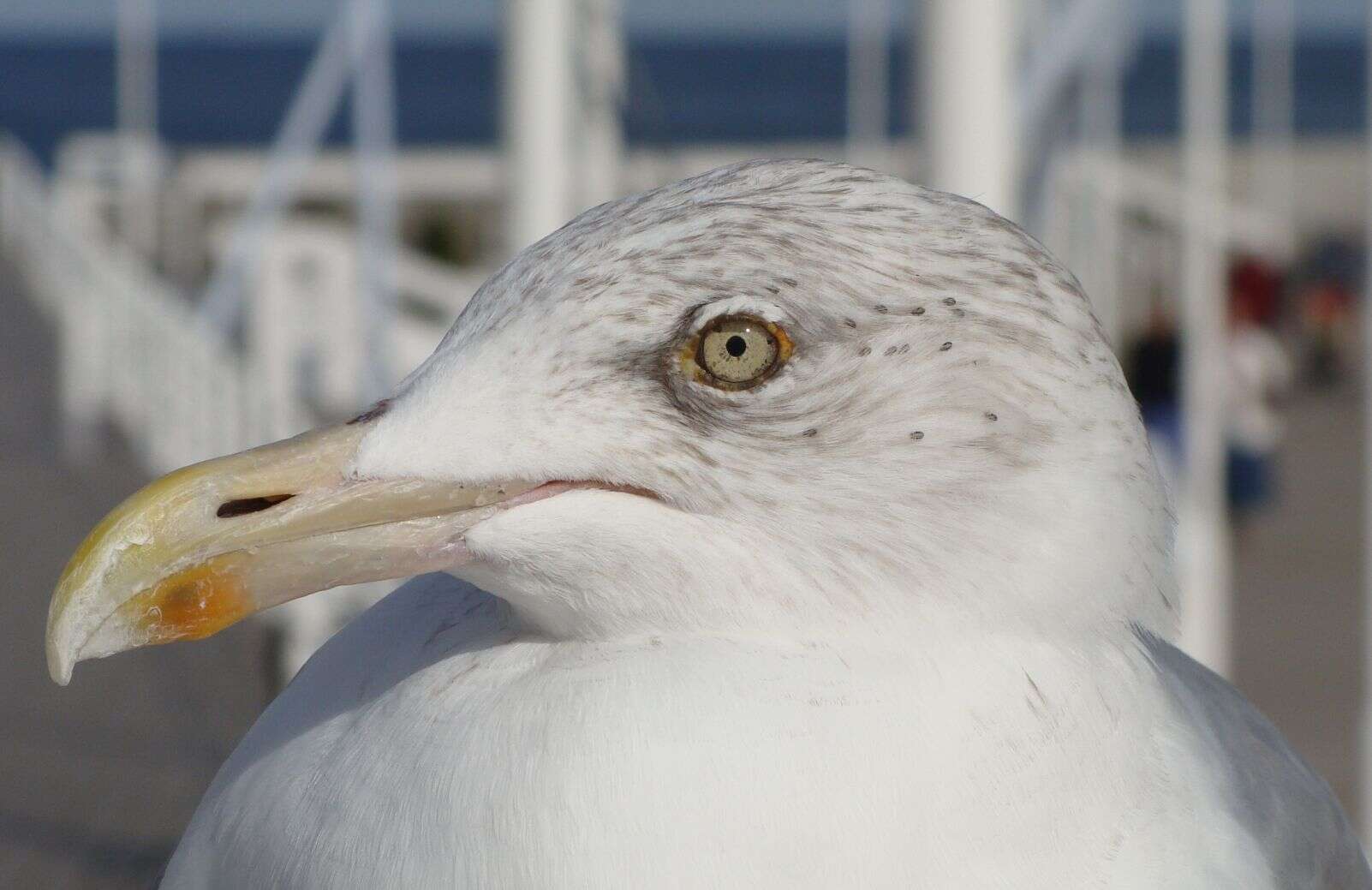 Image of European Herring Gull