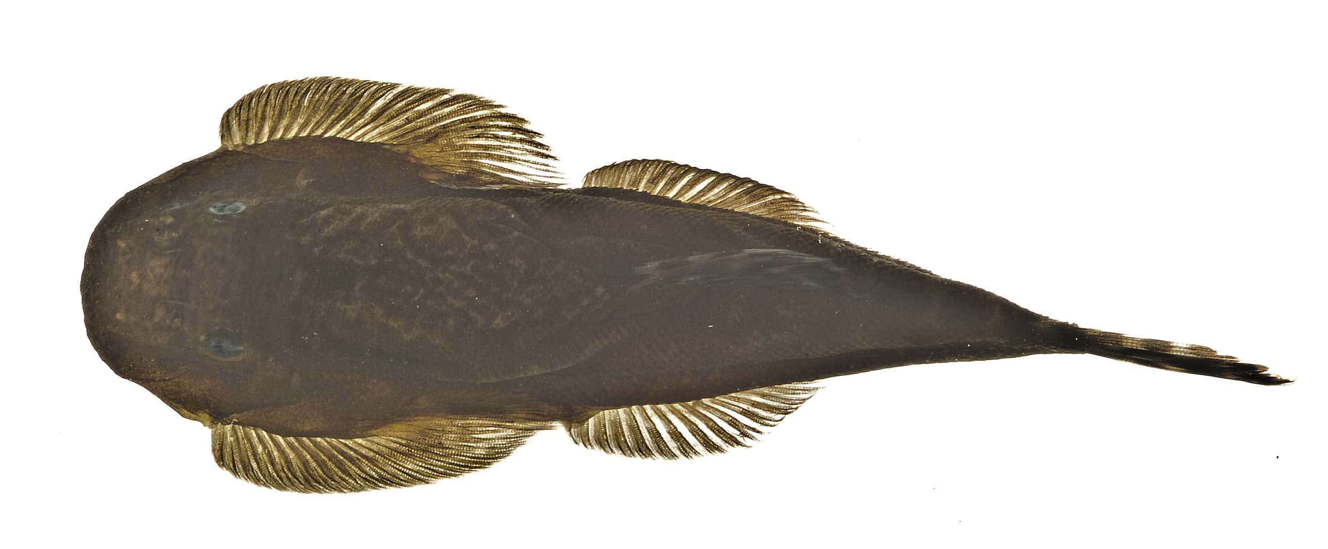 Image of Torrent loaches