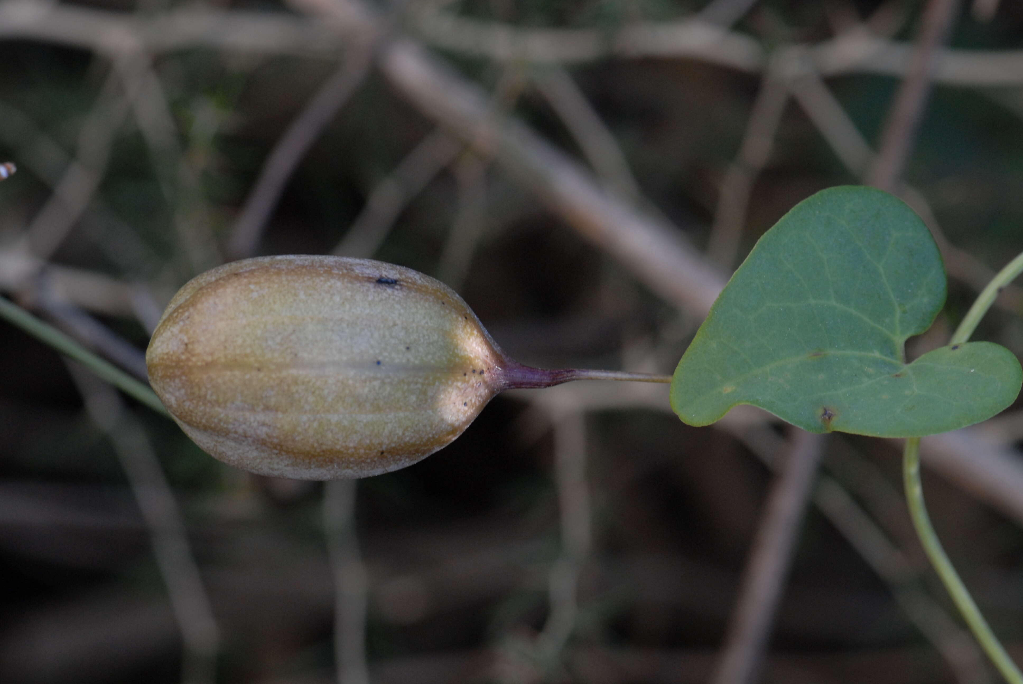 Image of Andalusian Dutchman's Pipe