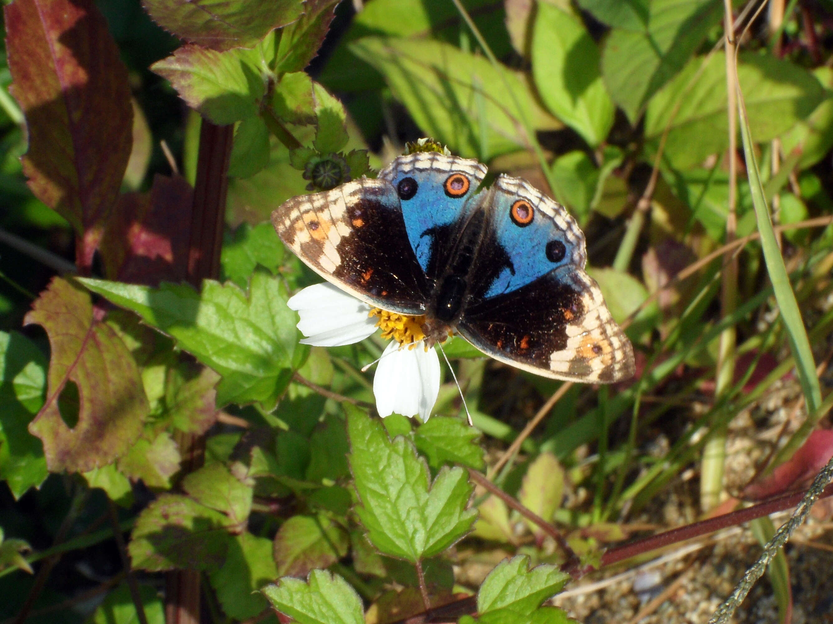 Plancia ëd Junonia orithya Linnaeus 1764