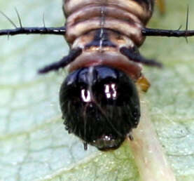 Image de Acraea esebria Hewitson 1861