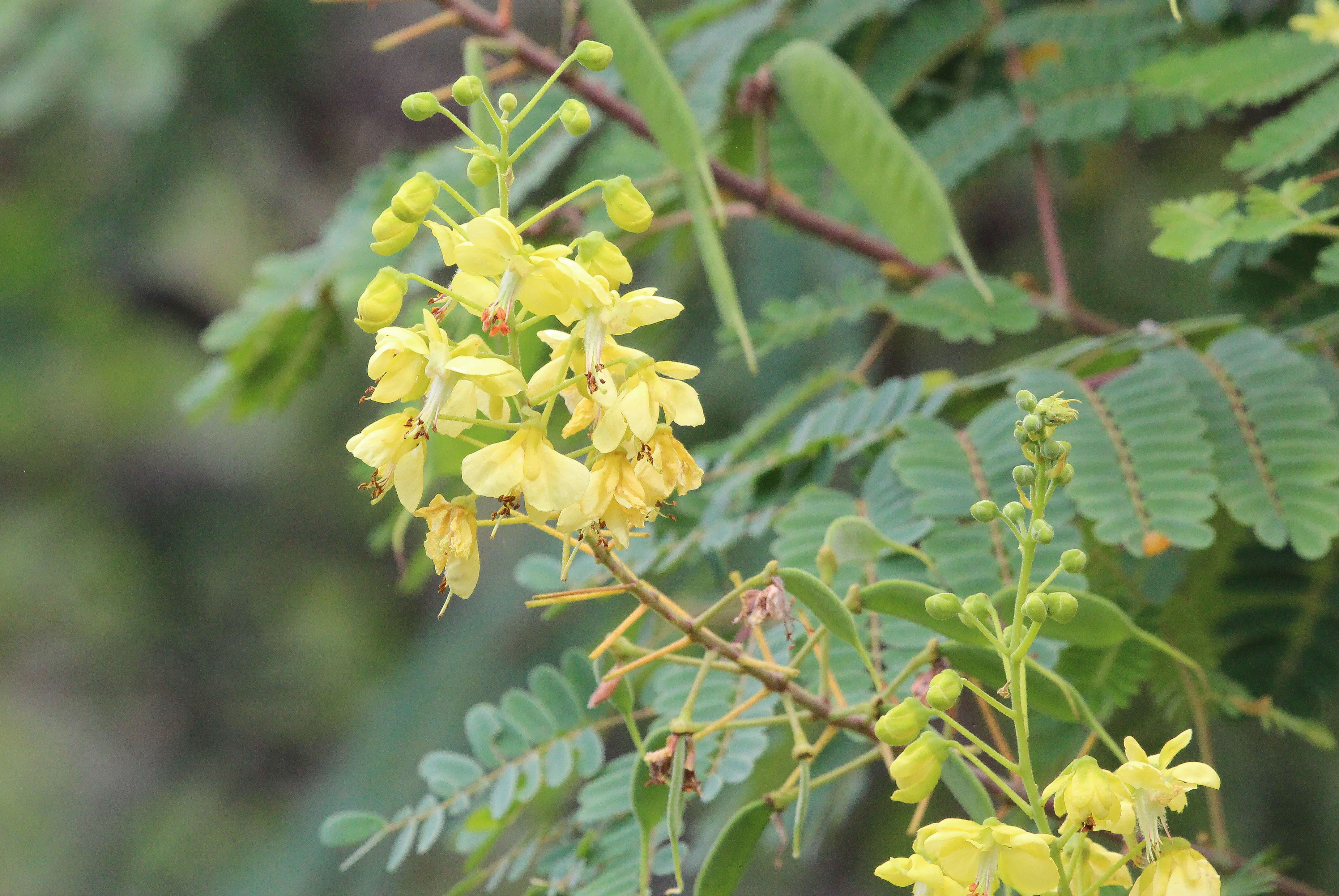 Imagem de Calpurnia aurea (Aiton) Benth.