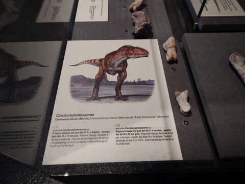 Image of Carcharodontosauridae