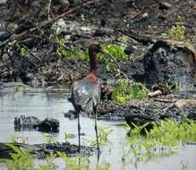 Image de Plegadis falsinellus