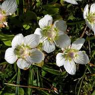 Слика од Parnassia palustris L.