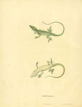 Image of American Anole