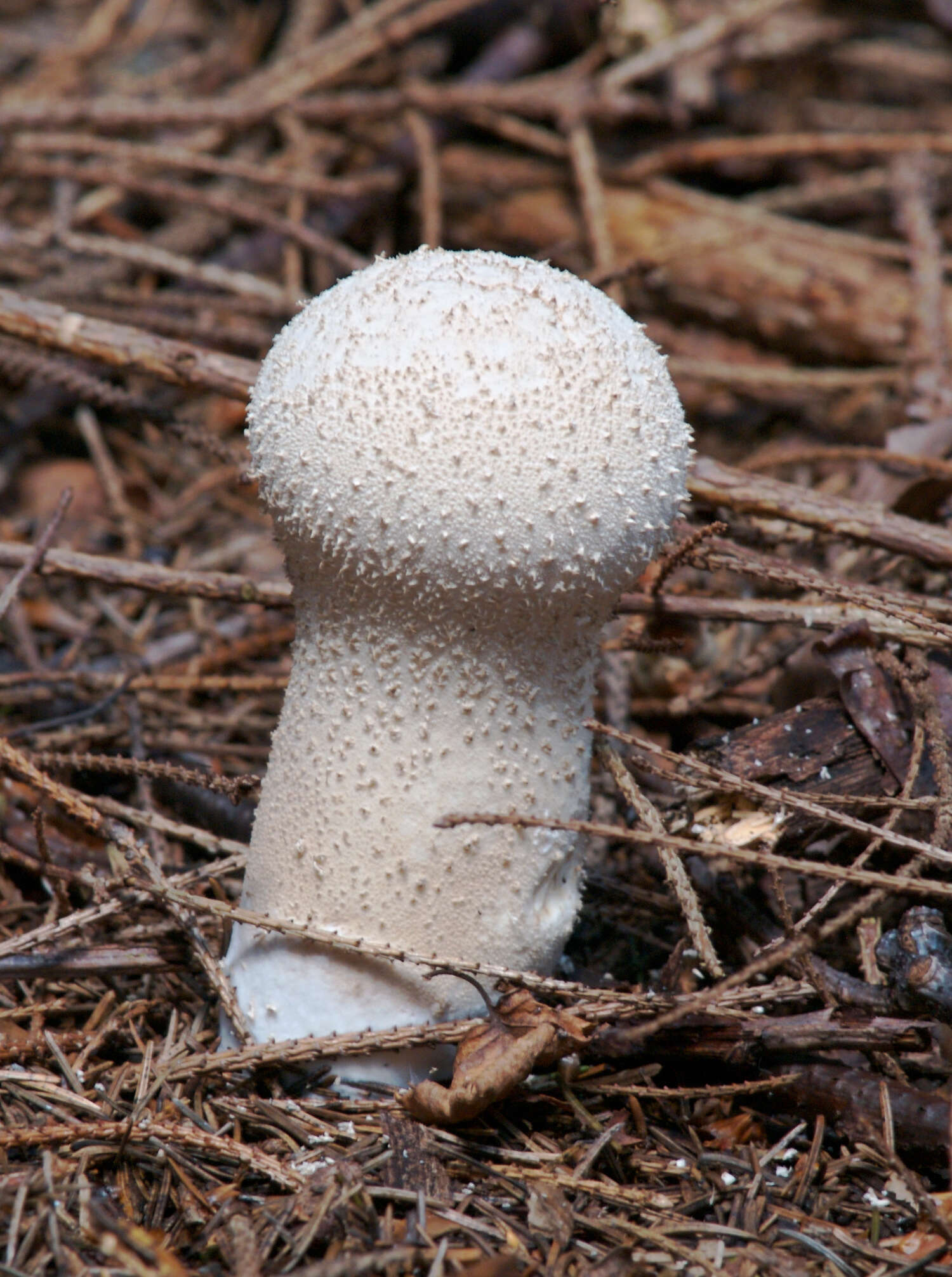 Image of Lycoperdon