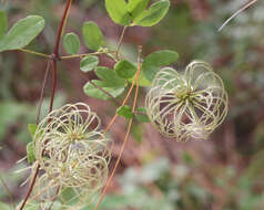 Imagem de Clematis reticulata Walt.