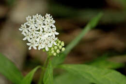 Image of milkweed