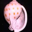 Image of Semicassis bisulcata (Schubert & J. A. Wagner 1829)