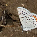 Image of Plebejus acmon (Westwood (1852))