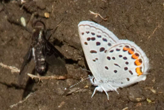 Plebejus acmon (Westwood (1852))的圖片